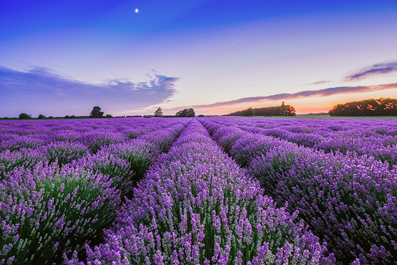 Presentado el proyecto ‘La lavanda, esencia de un cambio’ en Guadalajara