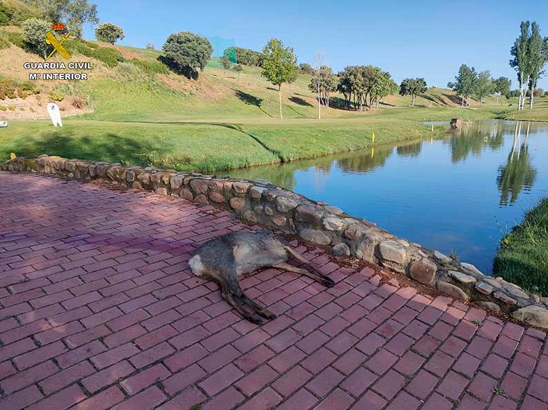 El SEPRONA sorprende a un cazador abatiendo un corzo en el interior del campo de golf de Cabanillas del Campo