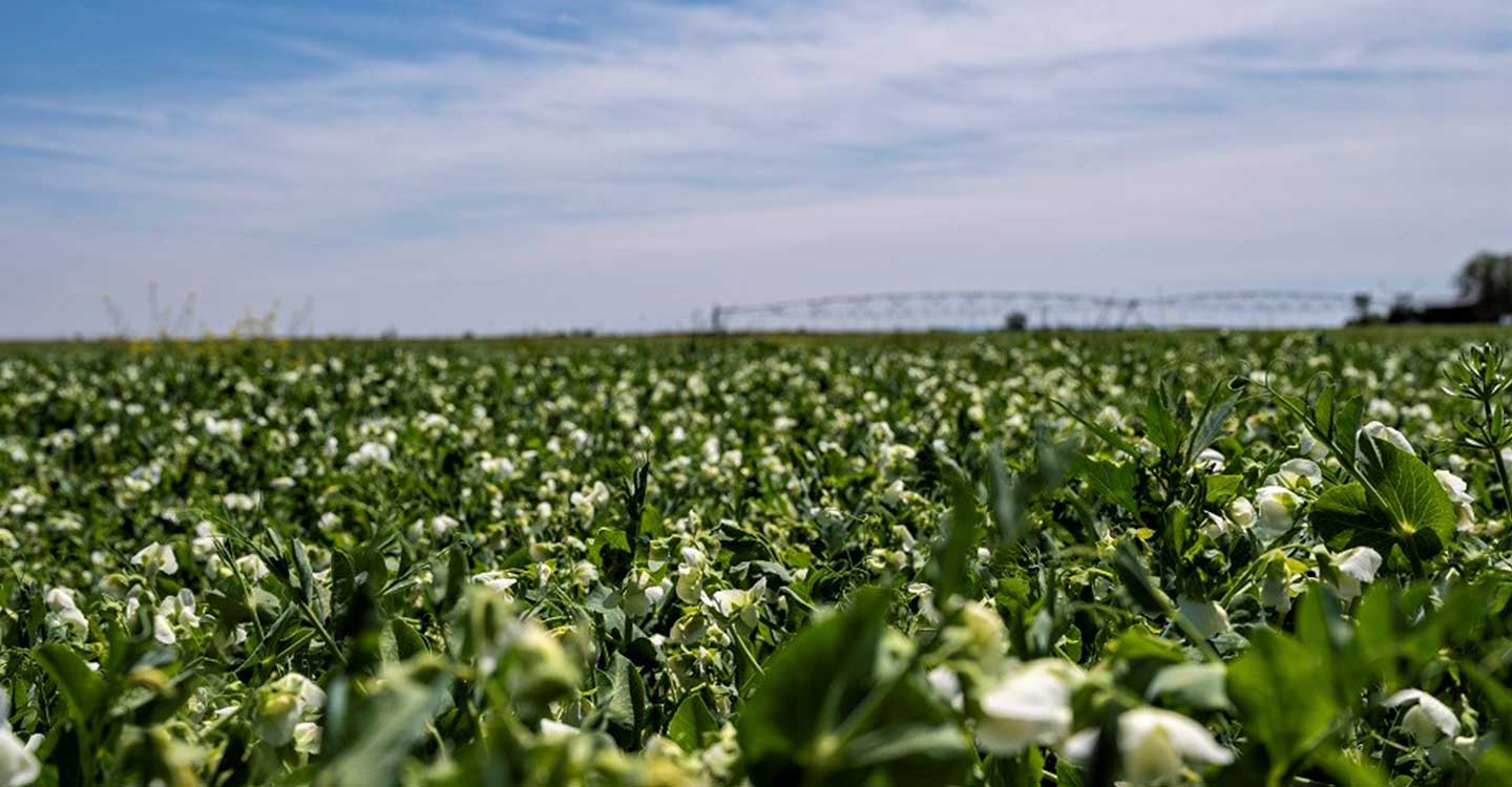 El coste unitario del agua a los efectos de la valoración de los daños causados al dominio público hidráulico por extracciones ilegales de agua se desestima por un defecto de forma