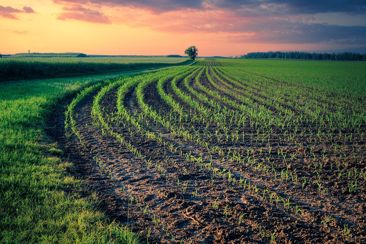 La urgente necesidad de apostar por una agricultura más sostenible