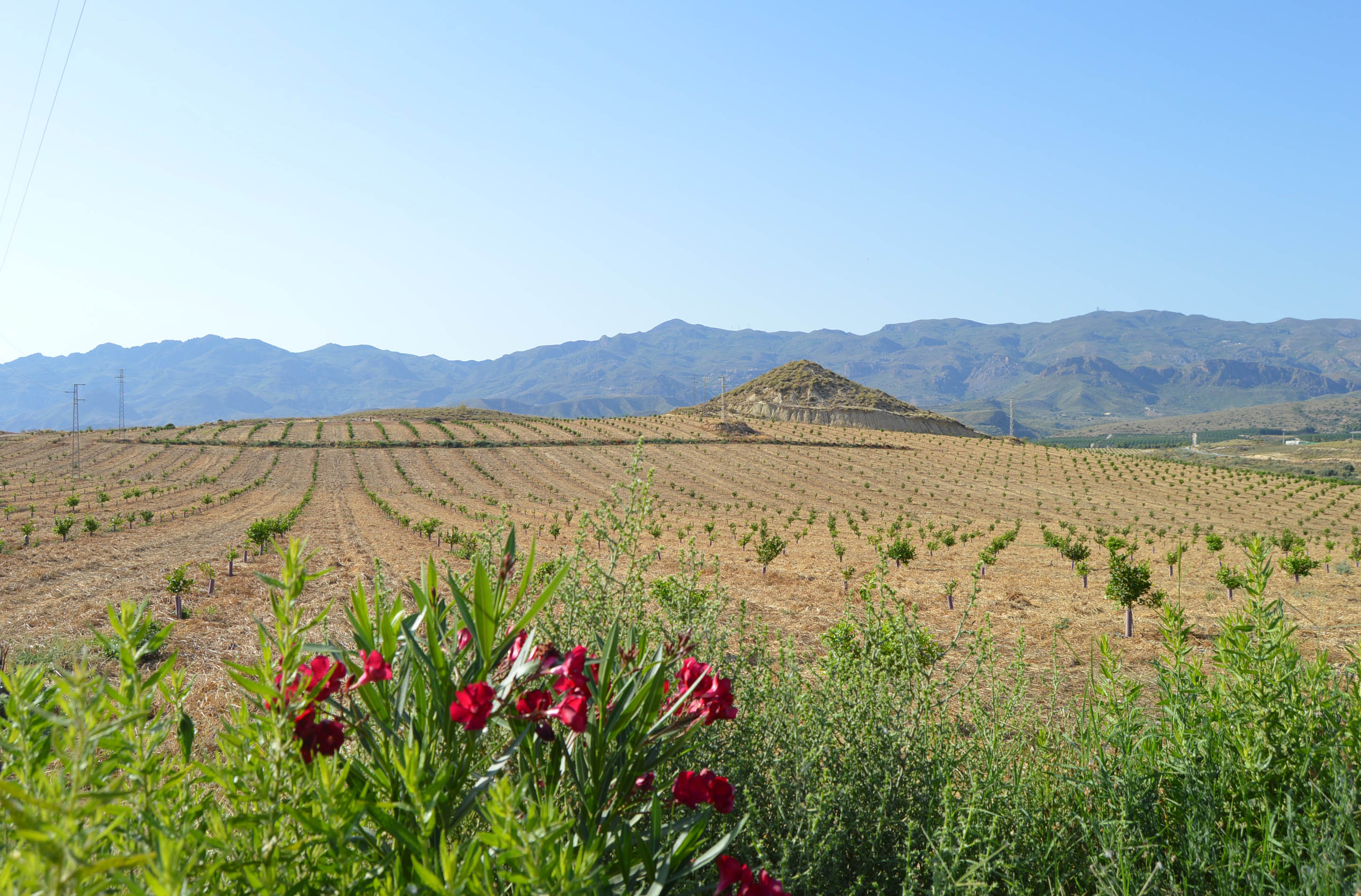 Unión de Uniones ve “poco realista y restrictivo” para los agricultores y ganaderos el acuerdo político europeo sobre la propuesta de Reglamento de Restauración de la Naturaleza