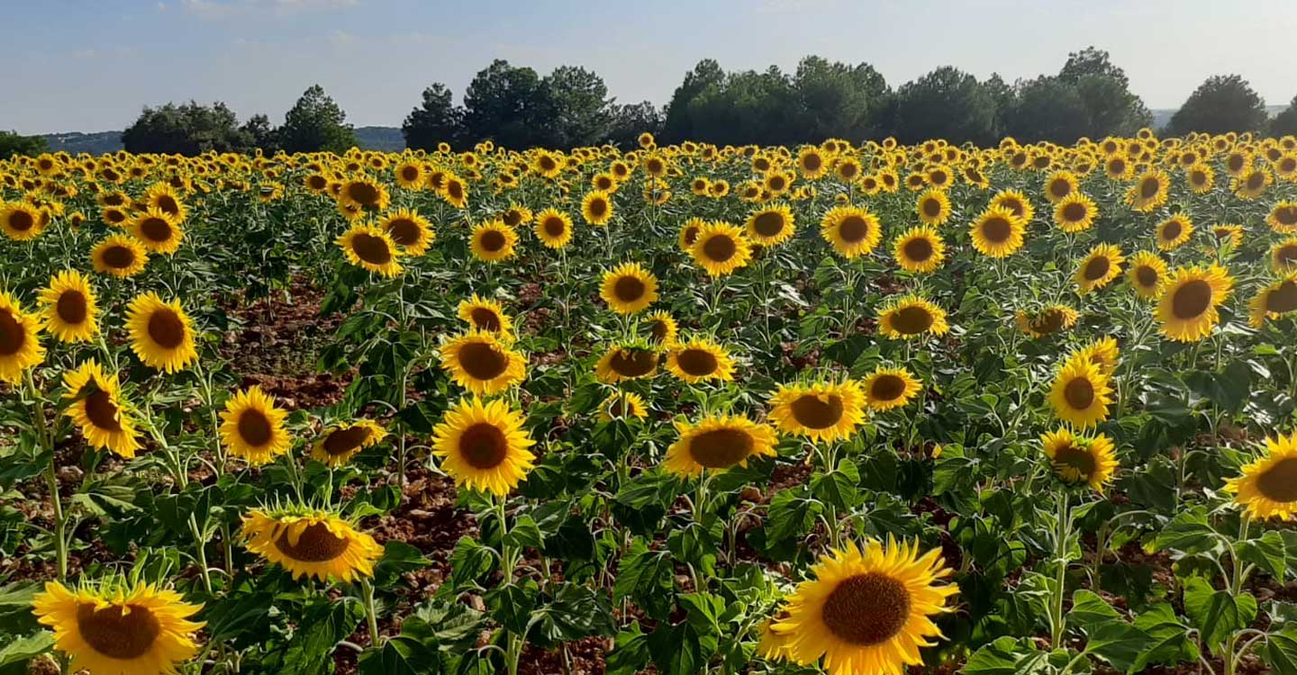 ASAJA denuncia una injustificada caída del 30% en el precio del aceite de girasol