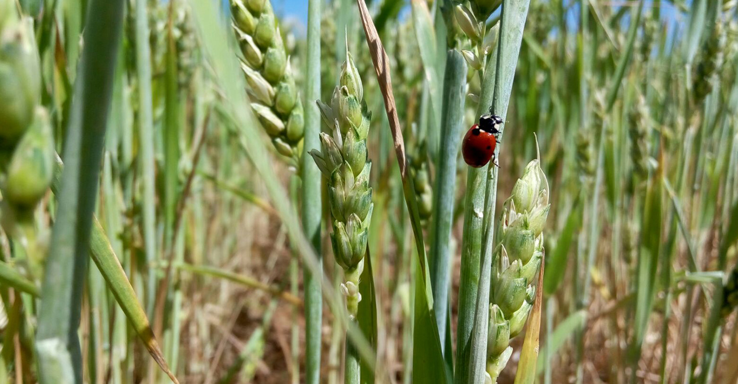 Cultivos que favorecen la presencia de insectos