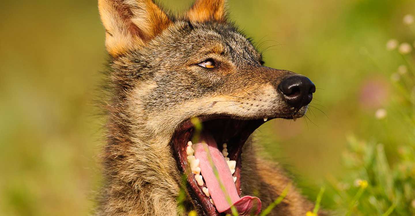 Ecologistas en acción informa de 7 medidas para fomentar la coexistencia entre el lobo y la ganadería