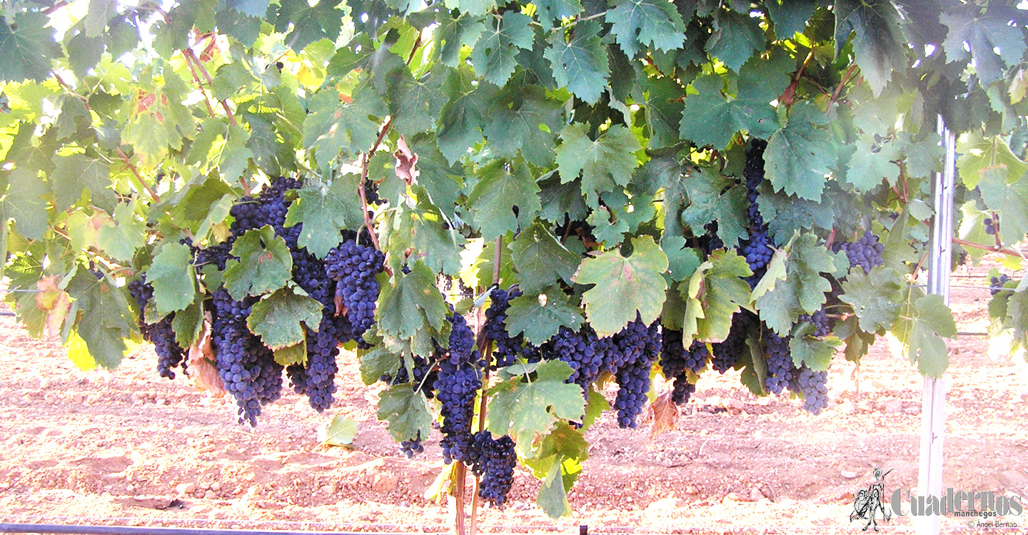 El Gobierno aprueba medidas de flexibilización para apoyar a los sectores hortofrutícola y vitivinícola afectados por fenómenos climáticos adversos