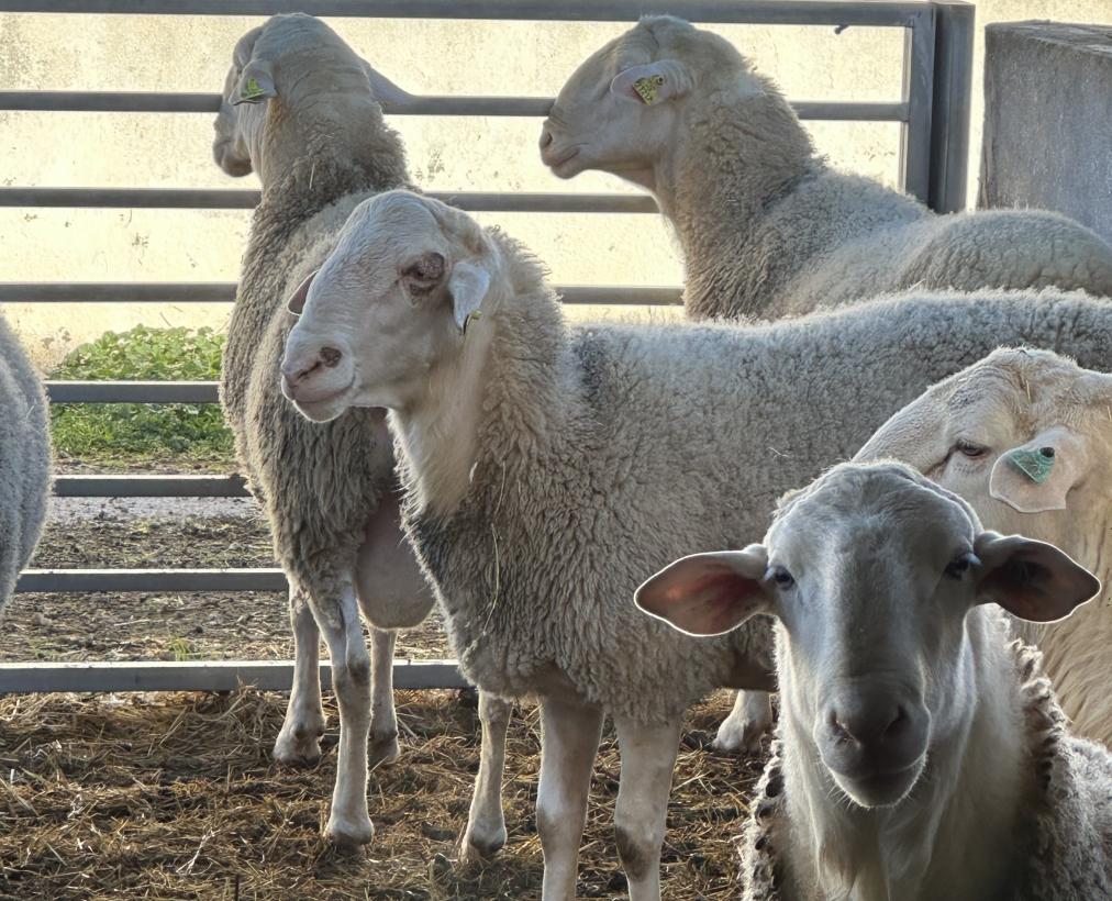 El Gobierno de Castilla-La Mancha participa en el análisis y coordinación de las actuaciones a nivel nacional ante determinadas enfermedades animales