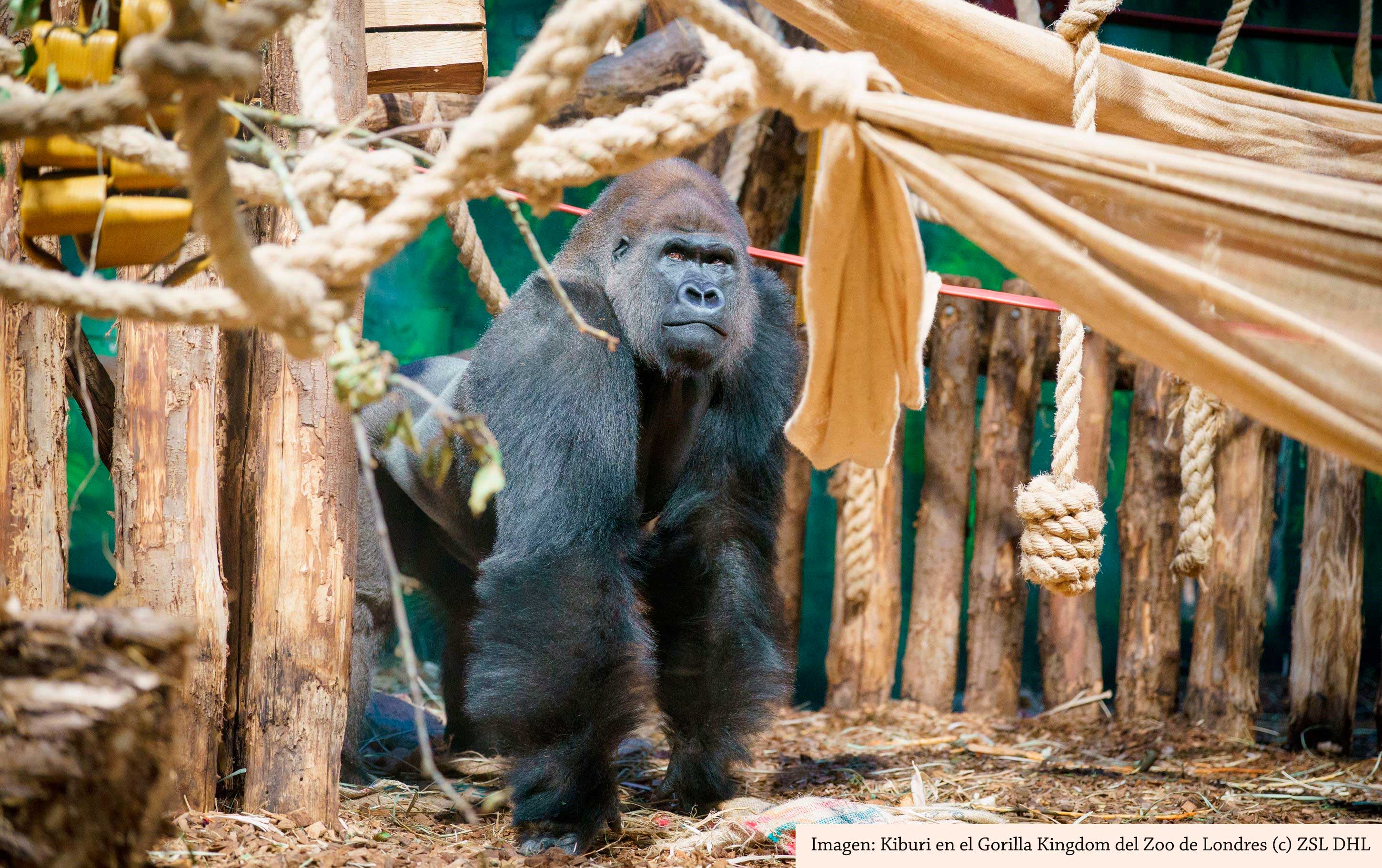 El gorila Kiburi se une a una nueva familia en el Zoo de Londres