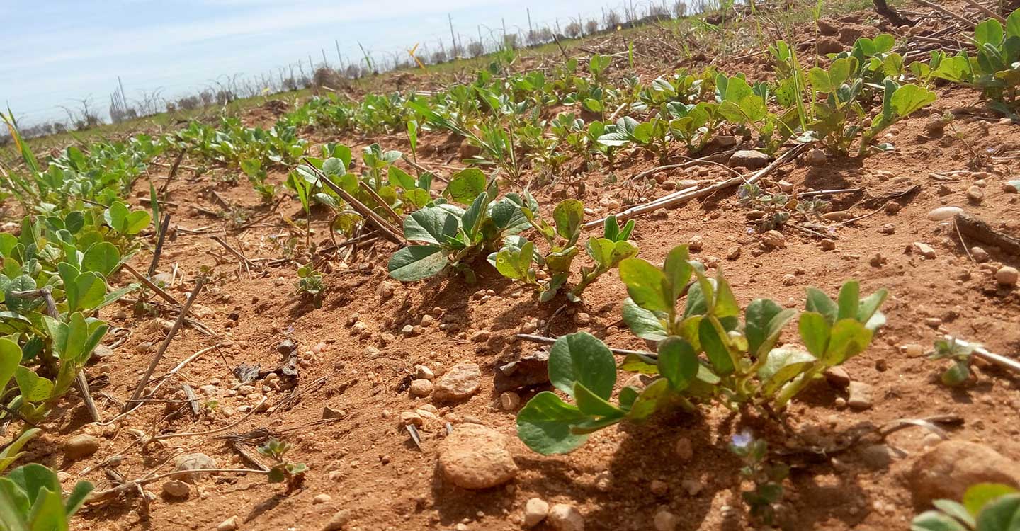 Legumbres manchegas que superan lo ecológico y conservan biodiversidad viajan hasta Biofach