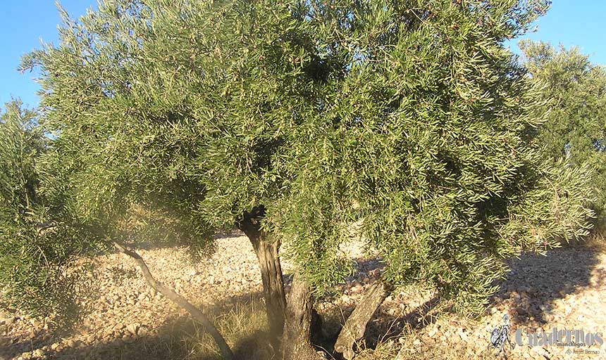 El proyecto de regadío social de Mora, que beneficiará a 60 familias dedicadas al olivar, se pondrá en marcha a partir del año 2023  