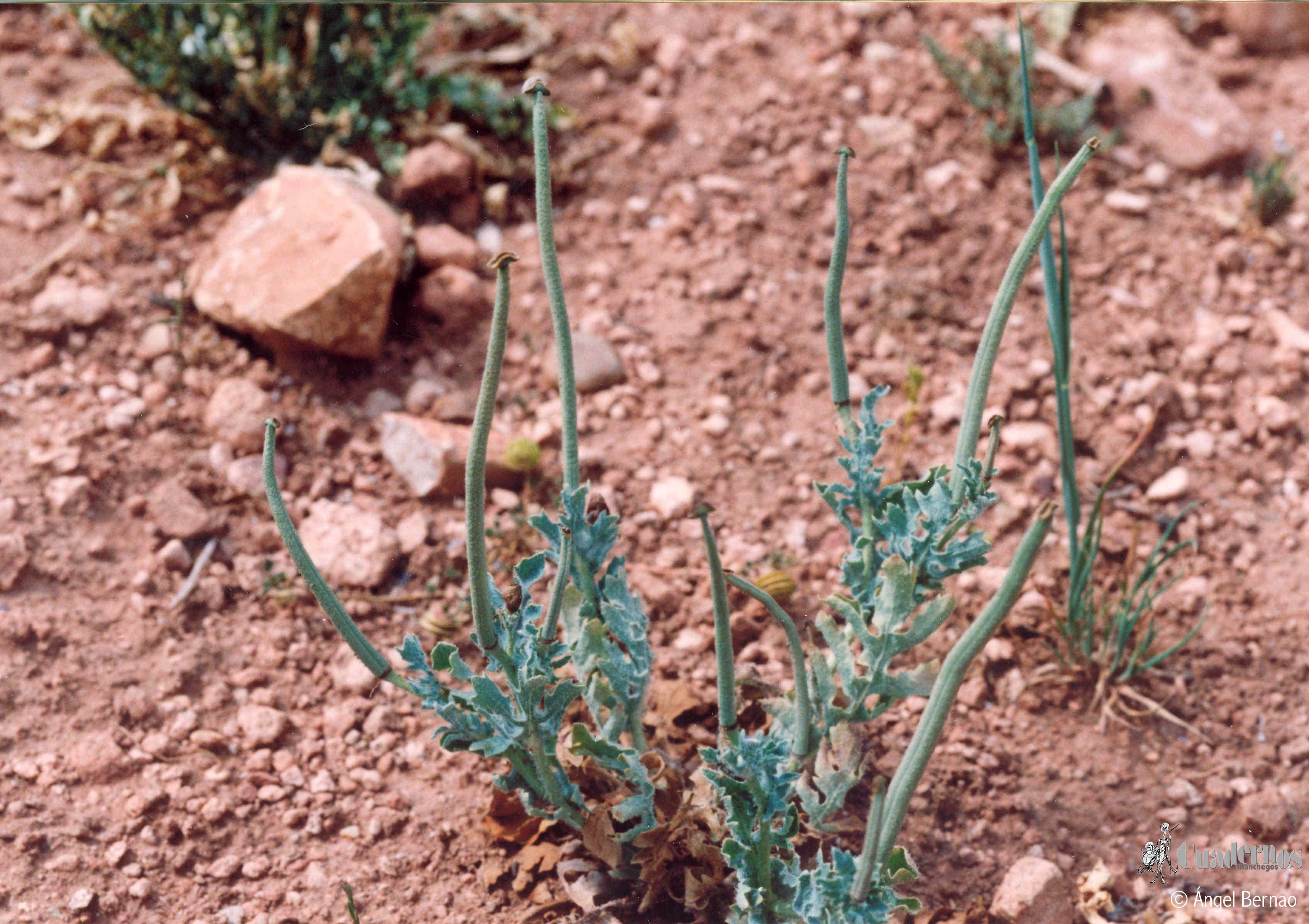 Glaucium Cornicullatum