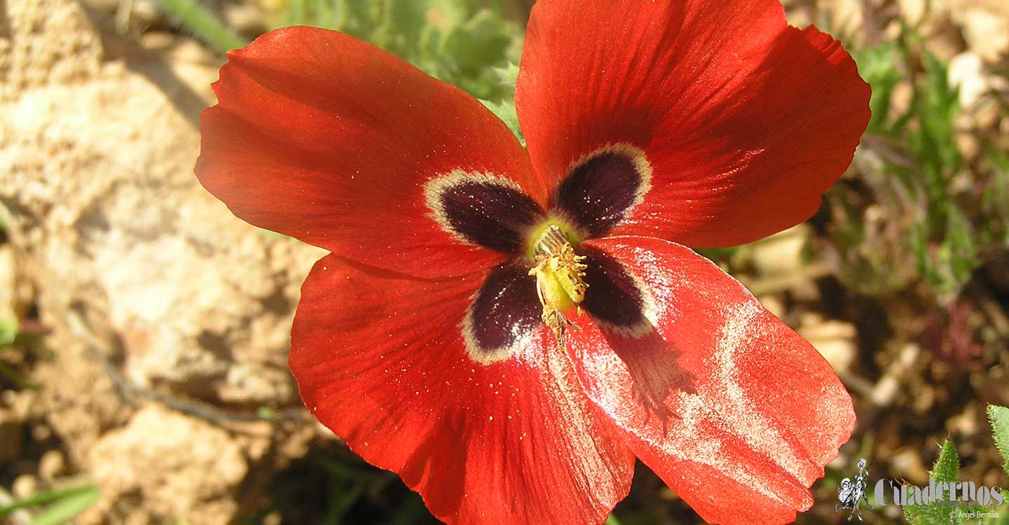 Plantas silvestres : Glaucium corniculatum (L.) J.H. Rud.