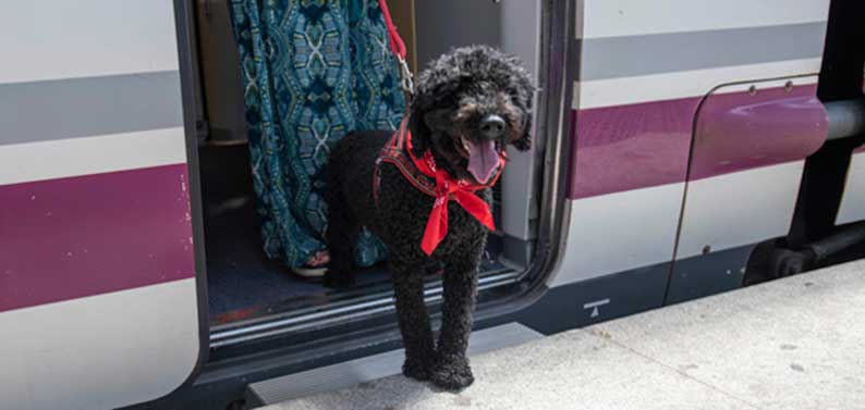 Renfe pone a la venta los billetes para viajar en AVE con perros de hasta 40kg a partir del 15 de septiembre