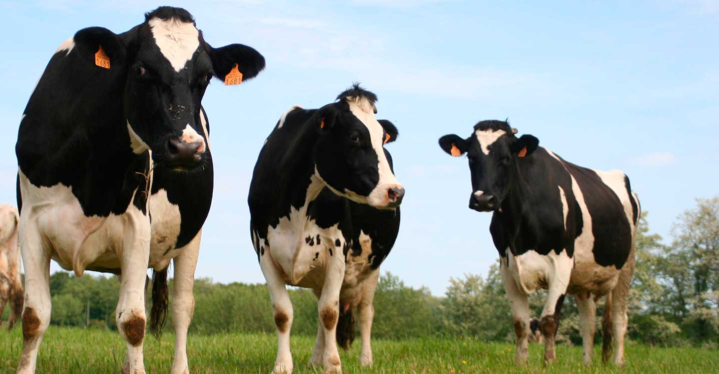Unión de Uniones denuncia la bajada de un 25 % de ganaderos de leche de vaca en los últimos cinco años