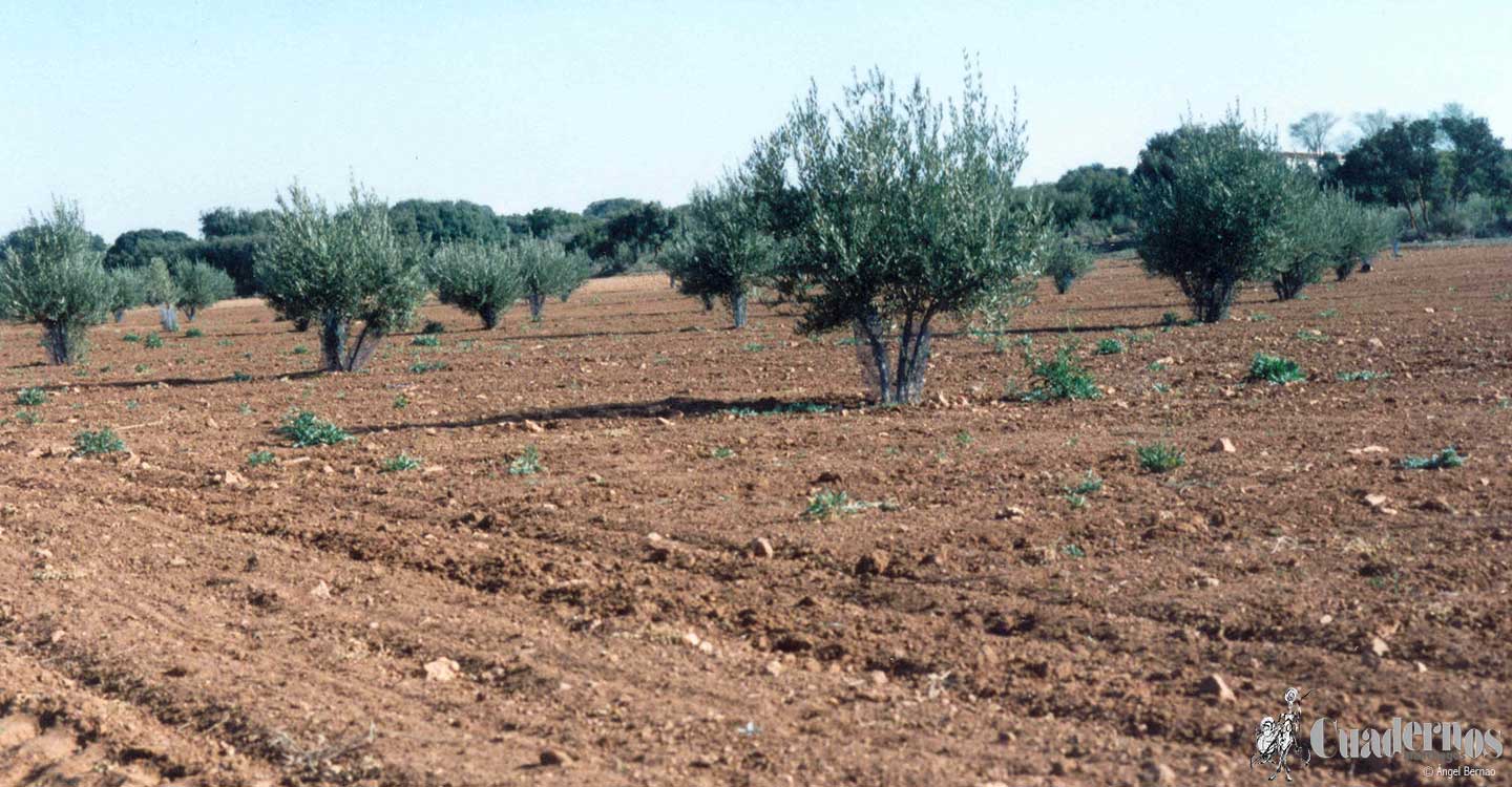 Unión de Uniones exige al Ministerio la inclusión del olivar en el paquete de las ayudas directas excepcionales