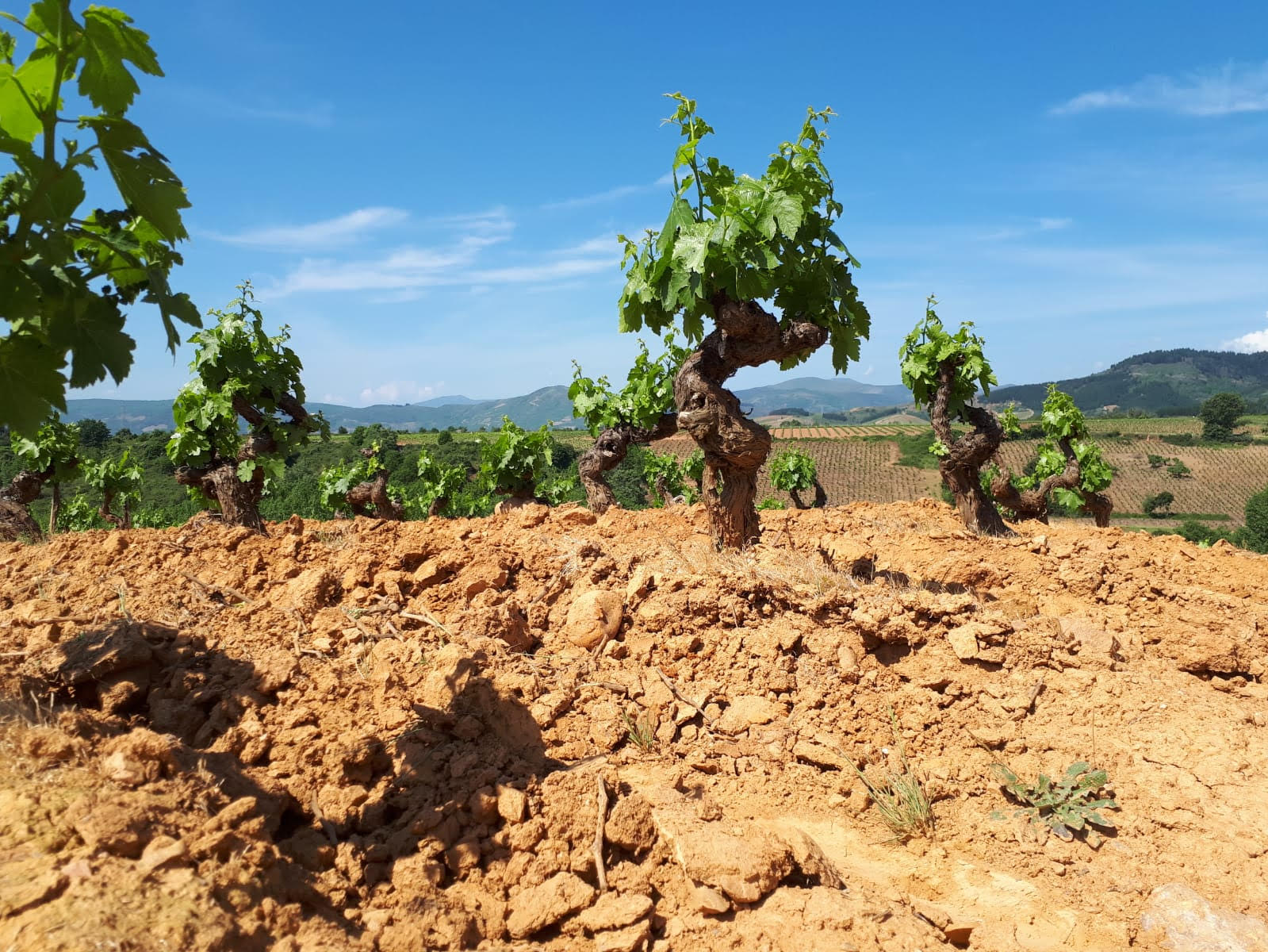 Unión de Uniones presenta en el Congreso una iniciativa para que se concedan ayudas directas al olivar y viñedo