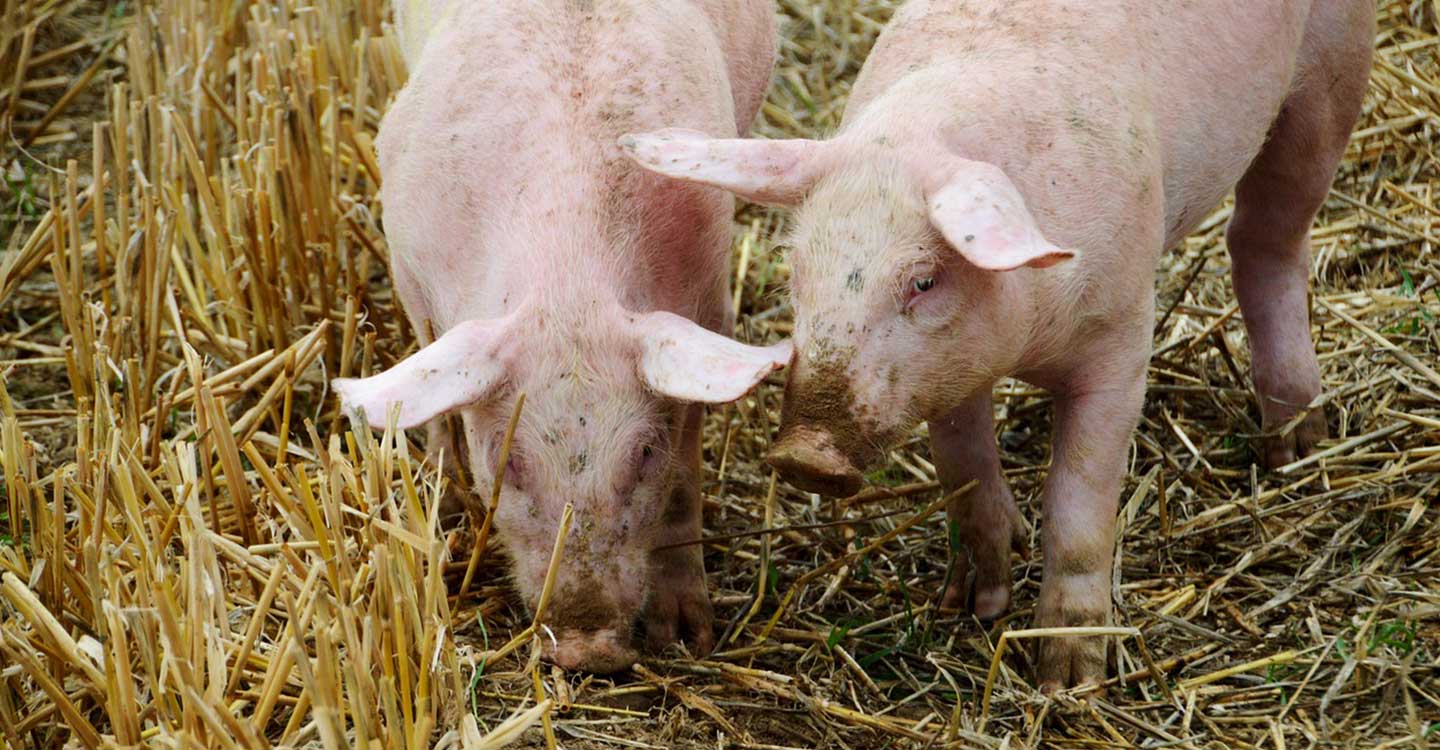 Unión de Uniones califica de agridulce el balance de 2020 para el sector porcino y pide cautela para este año