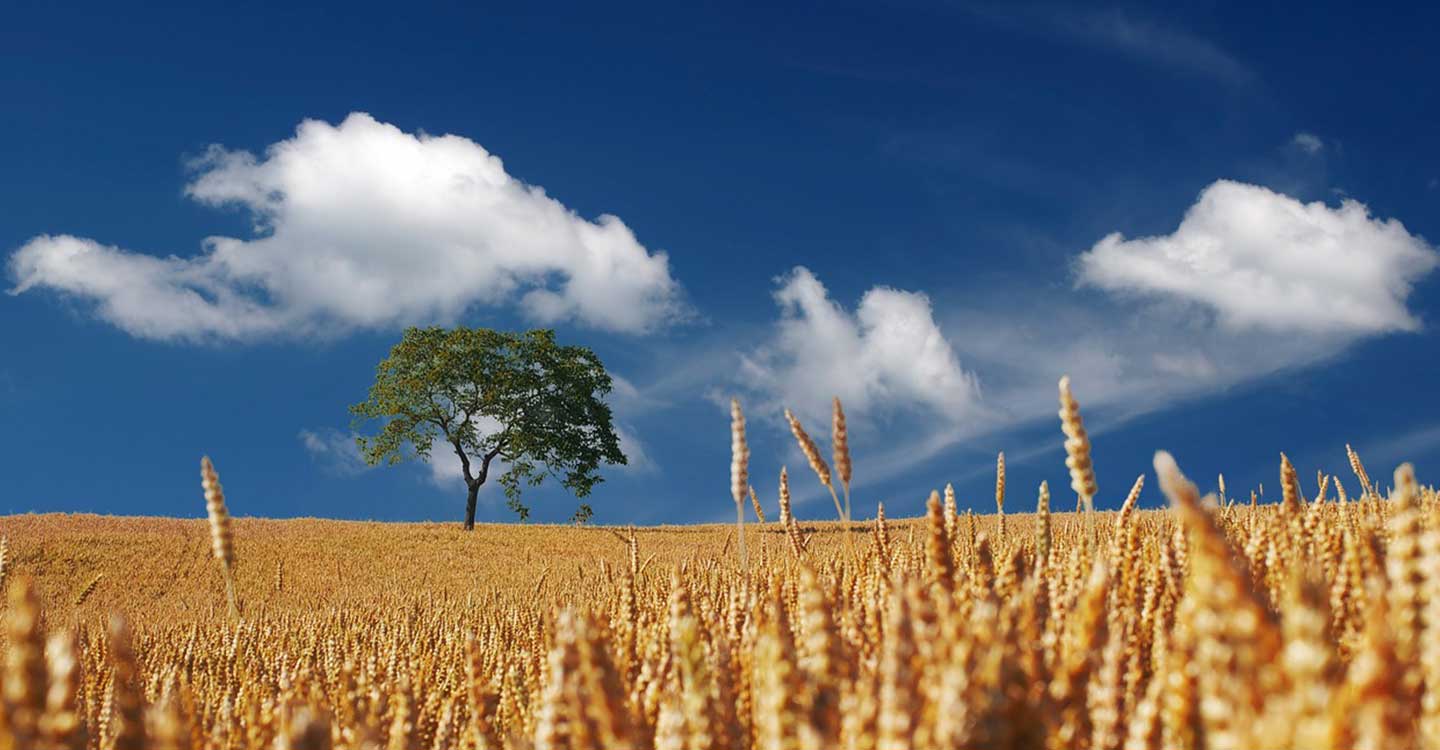 Unión de Uniones destaca que la climatología lastra entre un 8% y un 30% la presente campaña de cereales dependiendo del territorio