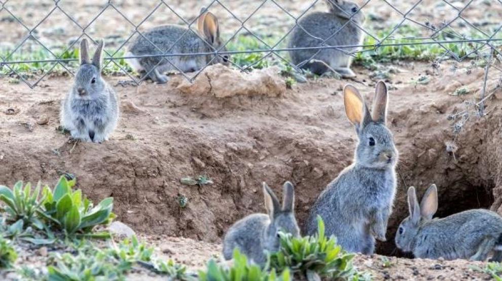 Unión de Uniones denuncia que MAPA y MITECO se desentienden de la prevención de daños de la fauna silvestre a la agricultura y la ganadería