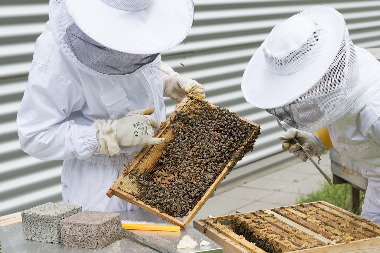 Unión de Uniones critica que las ayudas a la apicultura no logran compensar el incremento de los gastos de producción, de más del doble en el último año