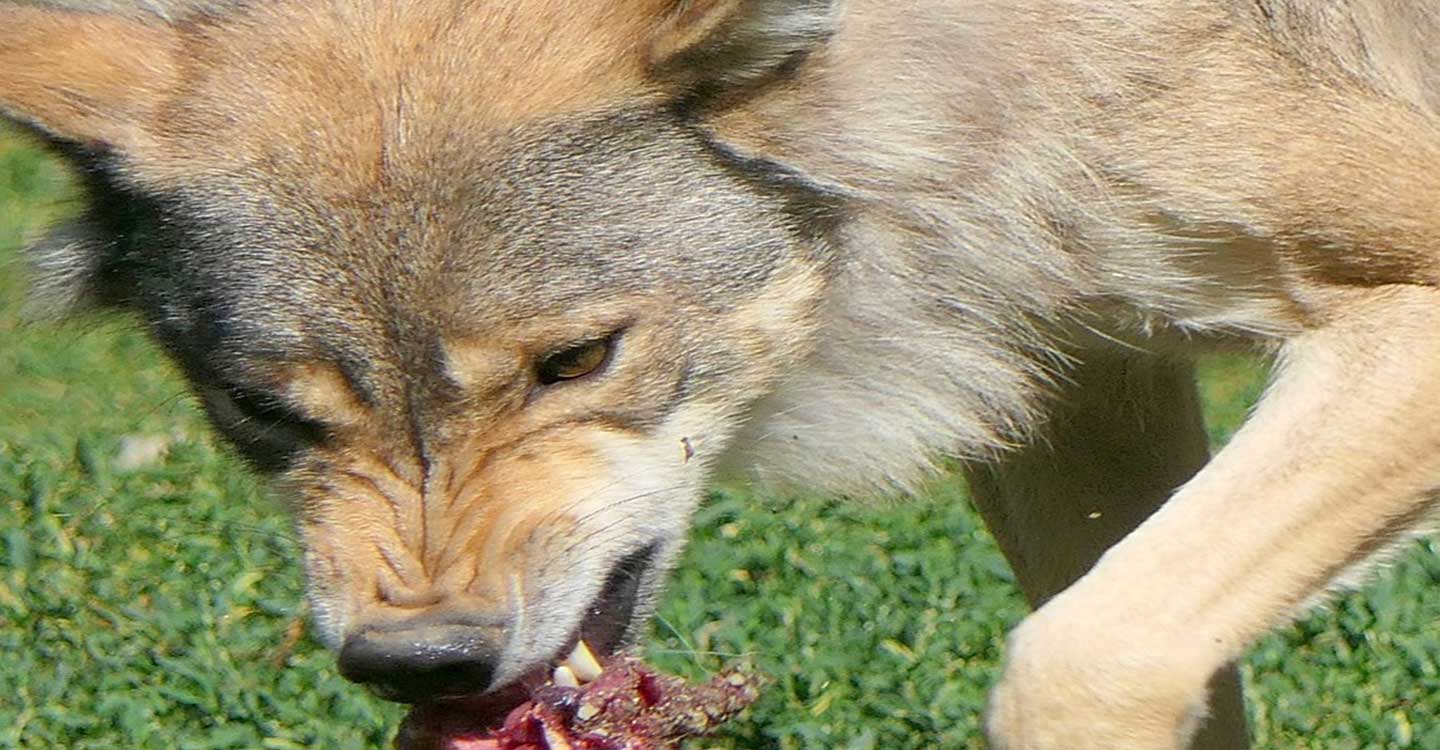 Unión de Uniones rechaza catalogar al lobo como protegido en todo el territorio sin contar con los ganaderos