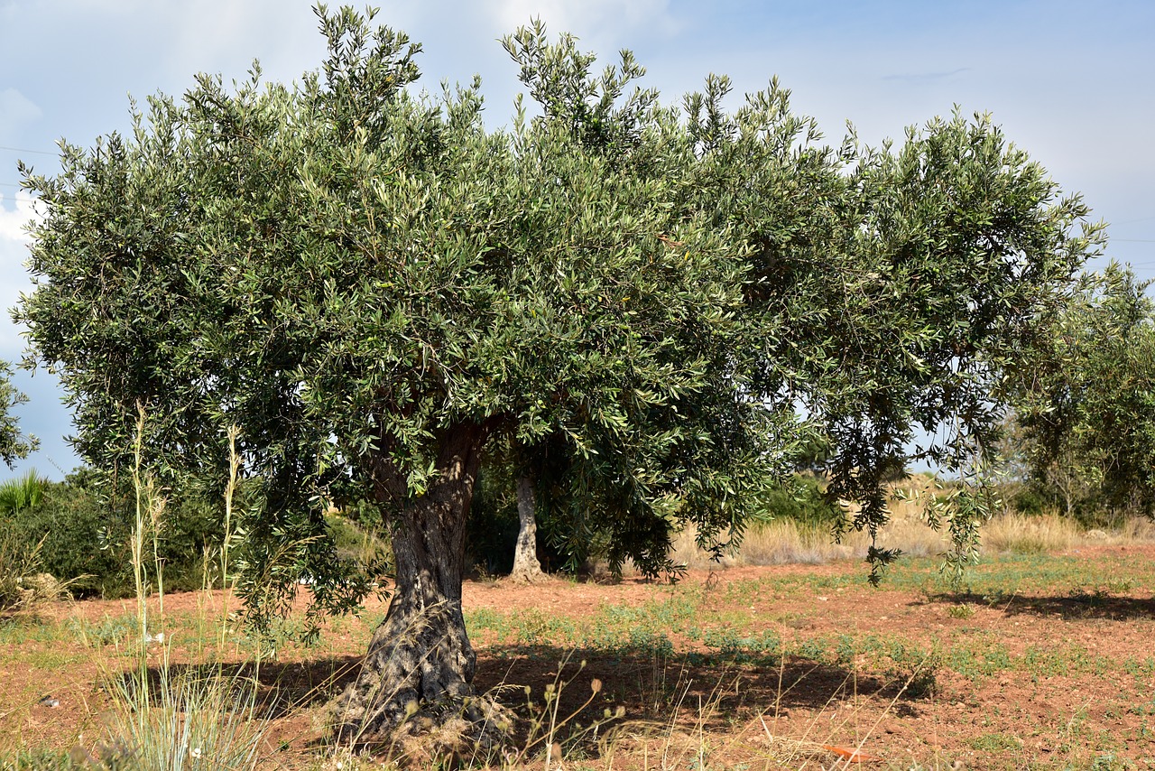 Unión de Uniones insta a modificar la dotación presupuestaria y los criterios para acceder a la ayuda acoplada del olivar tradicional en beneficio del agricultor profesional  
