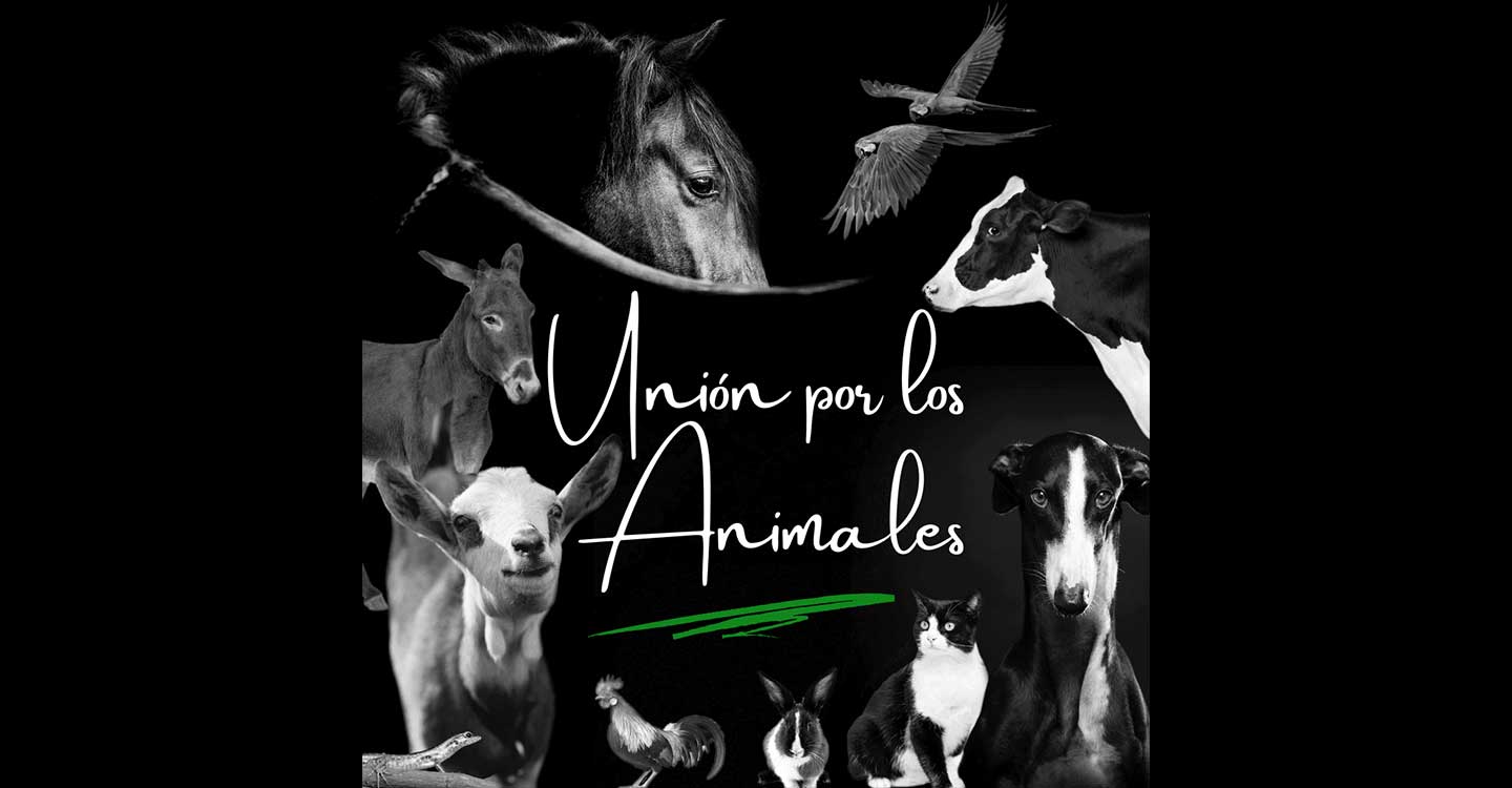 Unión por los animales ha entregado a la Presidencia del Gobierno de España su manifiesto público en defensa de una Ley de Protección Animal integral, solicitando audiencia al Presidente del Gobierno