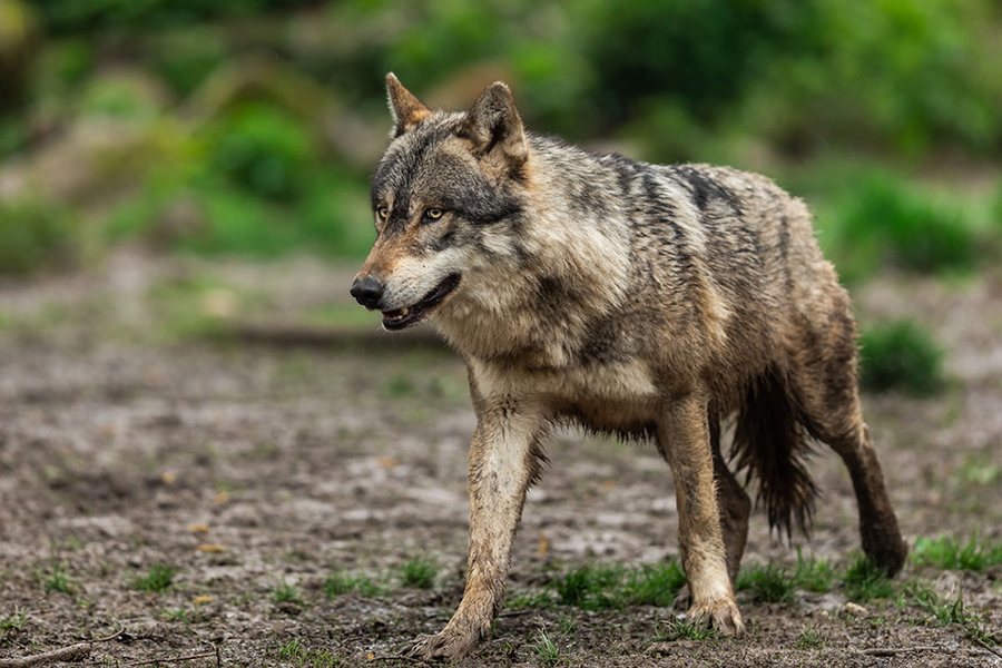 Unión de Uniones reclama al MITECO la activación de las mesas sectoriales del lobo para plantear la postura de España ante la propuesta de la Comisión Europea de rebajar su protección