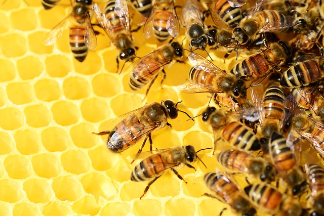 180.000 euros destinados a dos investigaciones sobre la salud de las abejas y valorización de subproductos de aromáticas