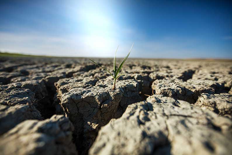 El Consejo de Gobierno da el visto bueno a la inversión de 60 millones de euros en ayudas a los agricultores profesionales para afrontar la sequía 