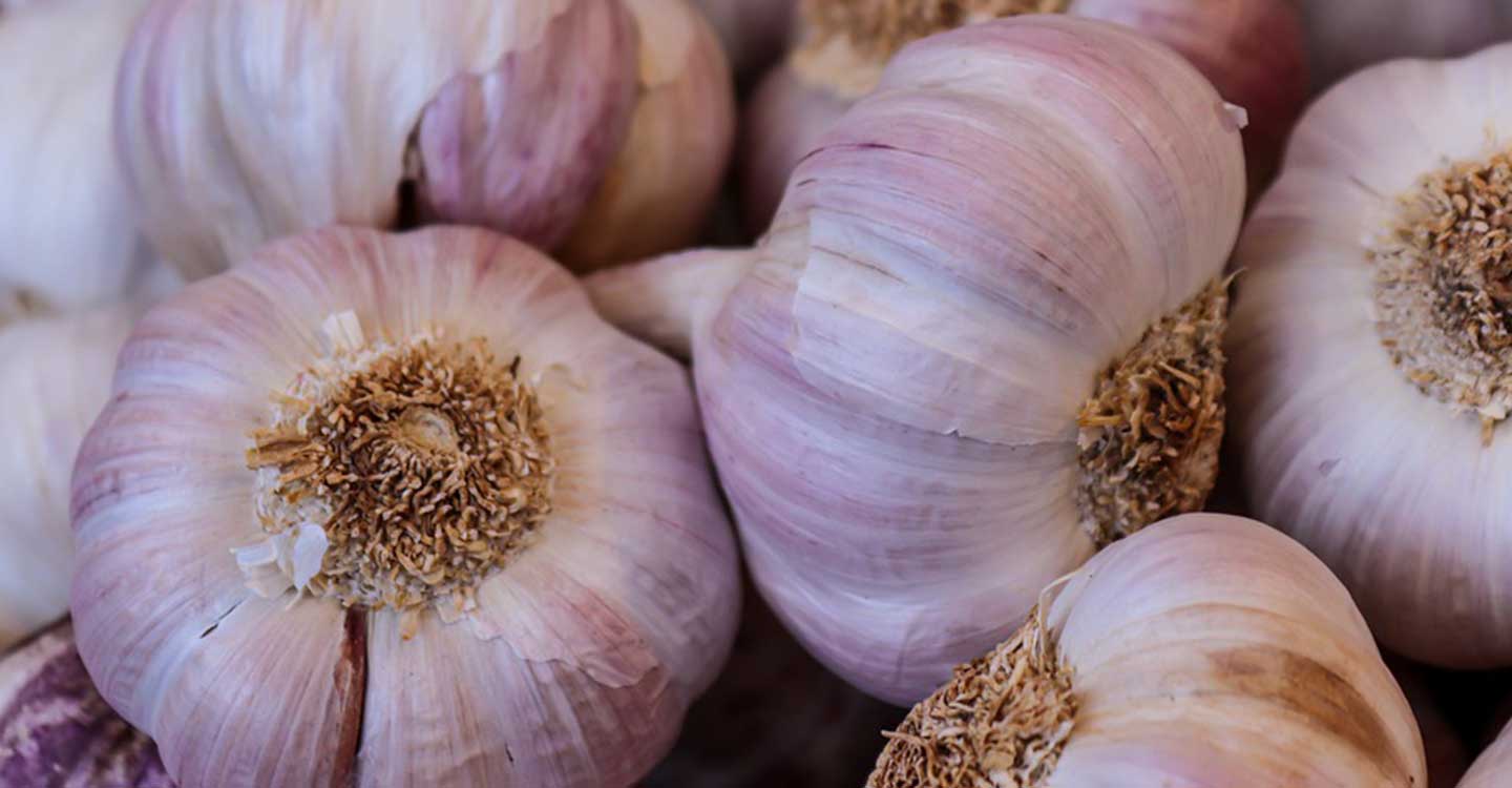 Las organizaciones agrarias y Cooperativas denuncian la desesperación en el cultivo del ajo por el problema del agua  