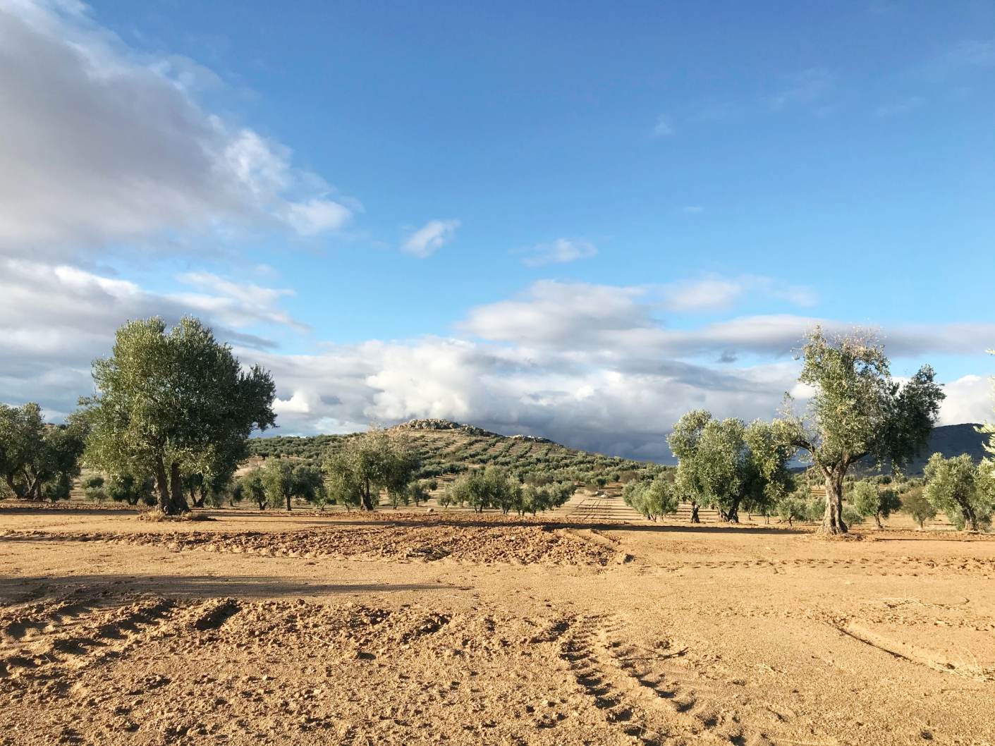 ASAJA CLM pide a la consejería de Agricultura que aclare la obligación de hacer fotografías preventivas en las prácticas de cubiertas vegetales, inertes y siembra directa