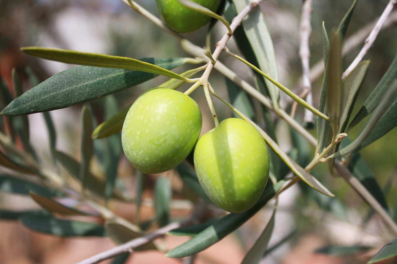 ASAJA CLM estima una producción de aceituna ligeramente superior a la del año pasado pero corta comparada con la de un año normal