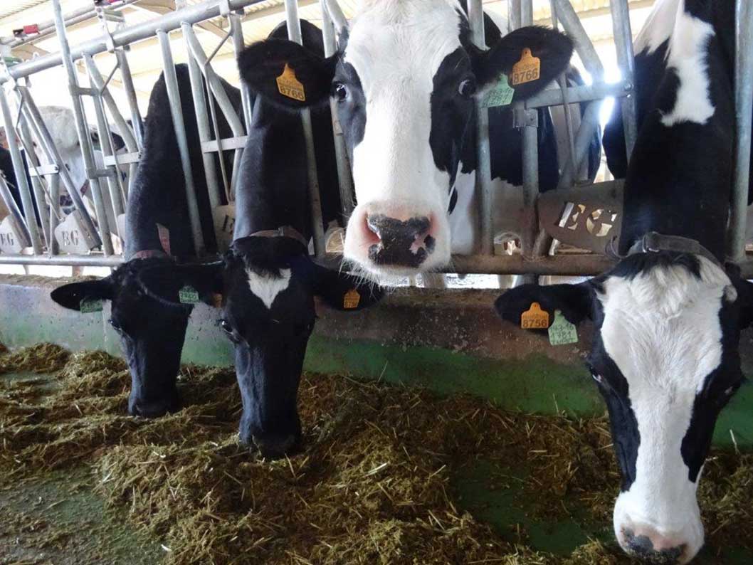 ASAJA CLM denuncia la presión a los ganaderos de las industrias lácteas y la distribución