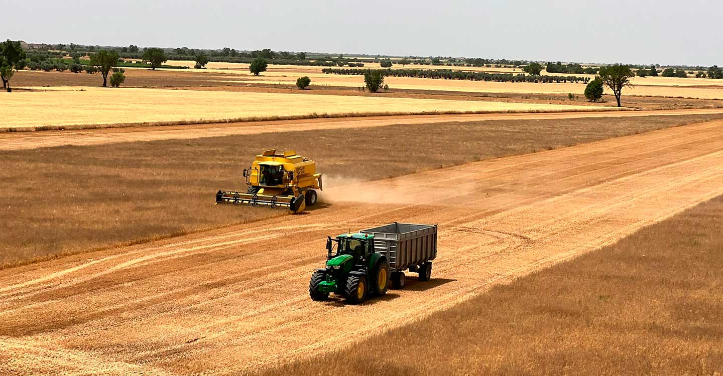ASAJA Castilla-La Mancha estima una cosecha de cereal en la región irregular y baja las estimaciones iniciales