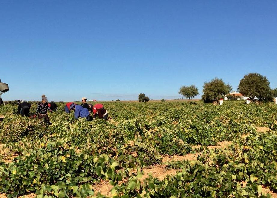 ASAJA CLM insta a los viticultores a que denuncien las malas prácticas del sector industrial ante la AICA 