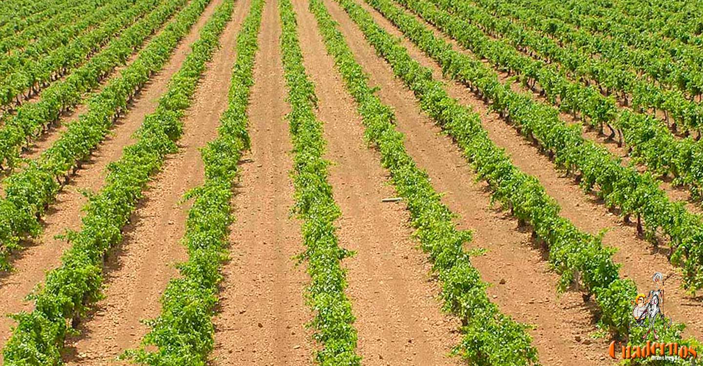 ASAJA CLM reclama al Gobierno regional fondos propios para apoyar al sector agrario y ganadero