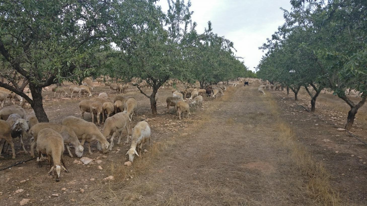 El Gobierno de Castilla-La Mancha convoca las ayudas para paliar los daños relacionados con ataques de lobo ibérico al ganado doméstico