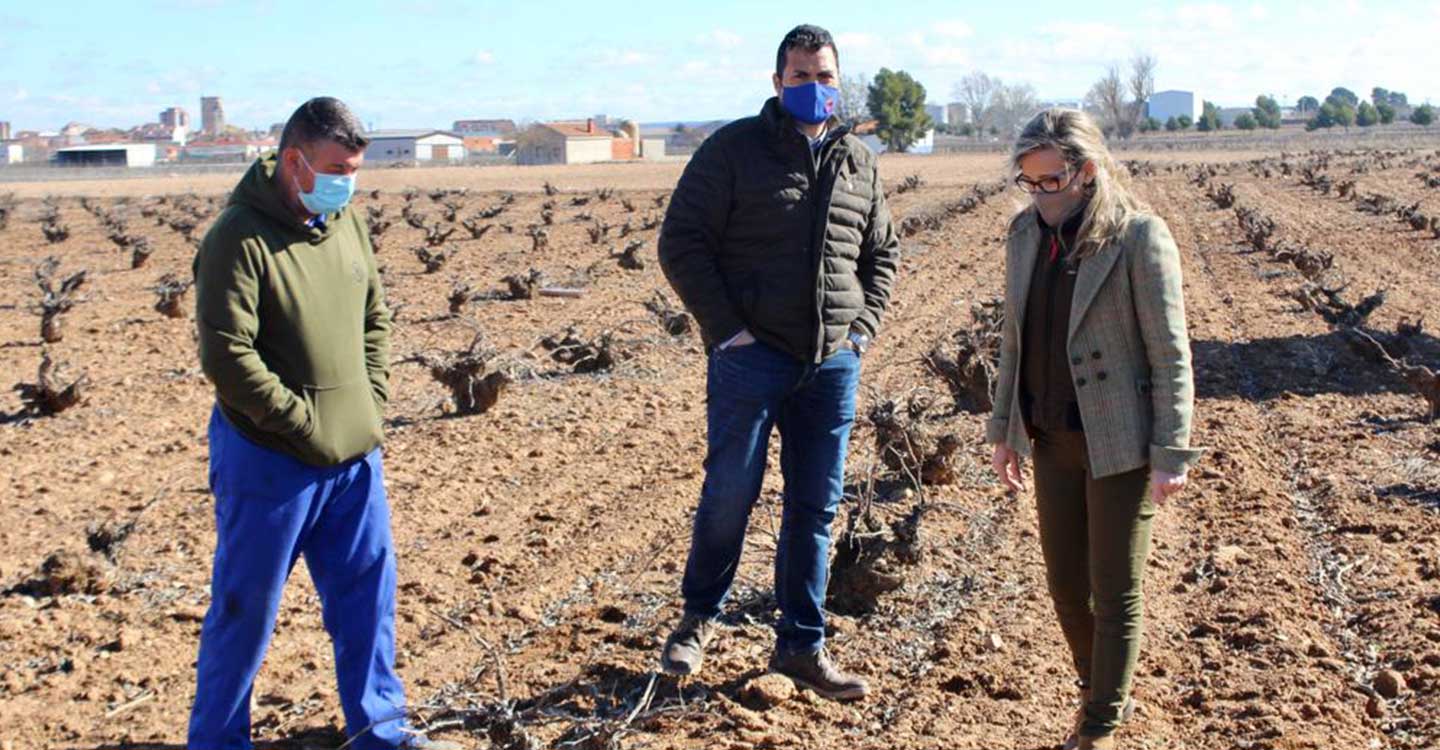 Merino exige a Page ayudas para paliar las graves pérdidas que están sufriendo los agricultores por la sobrepoblación de conejos en la región