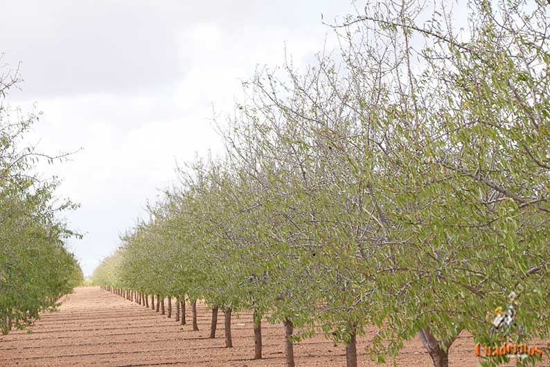 Más de 9.600 productores de frutales y frutos de cáscara de Castilla-La Mancha recibirán una ayuda extraordinaria de 7,1 millones de euros