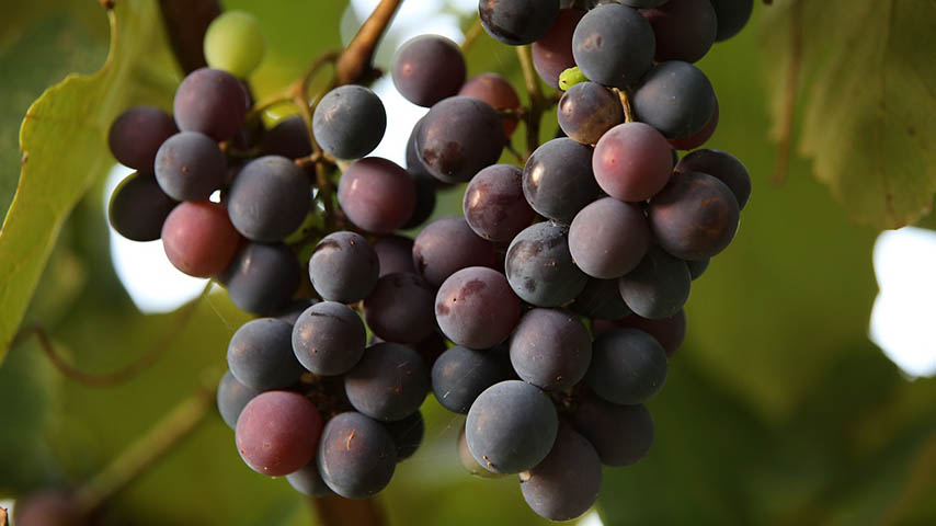 Prueban el potencial de los residuos del vino como biopesticidas en agricultura