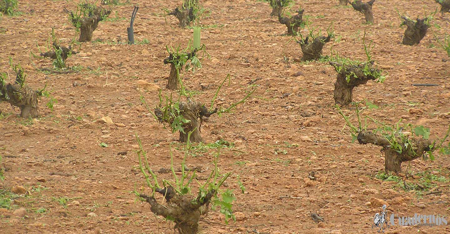 Castilla-La Mancha anticipa el pago del saldo de la PAC dos meses y medio, con una nueva inyección al sector de más de 53 millones este viernes