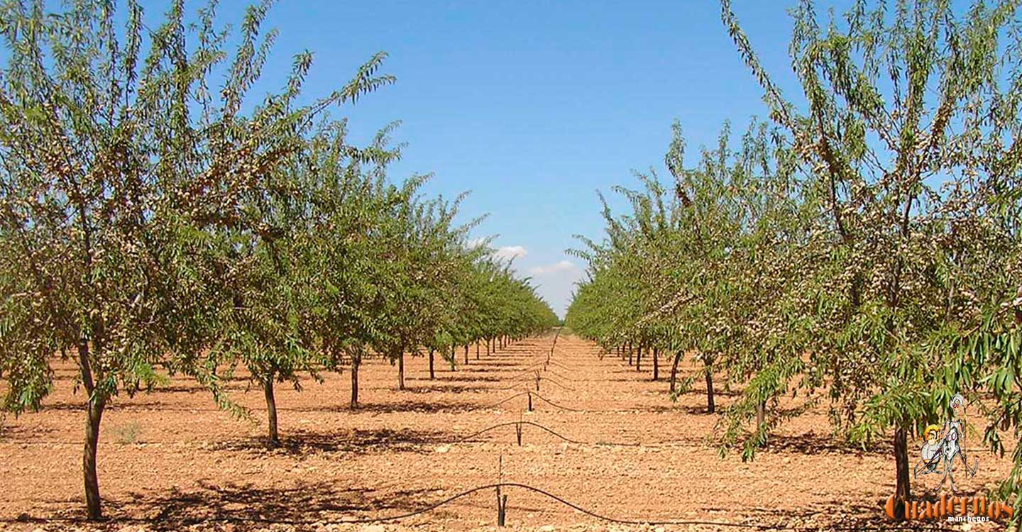 Castilla-La Mancha será la primera región de España en flexibilizar los requisitos de todas las líneas de inversión para el sector agroalimentario