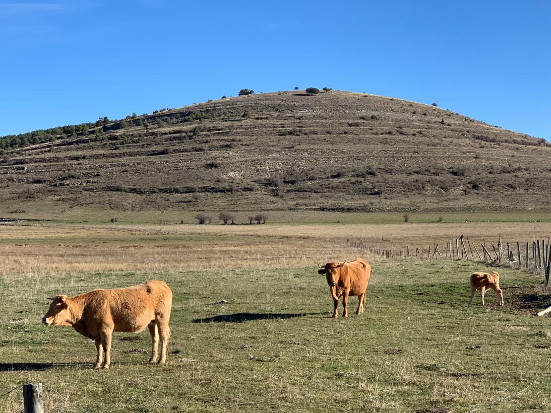 Castilla-La Mancha abona casi 63 millones de euros a agricultores y ganaderos con compromisos ambientales en el primer semestre del año