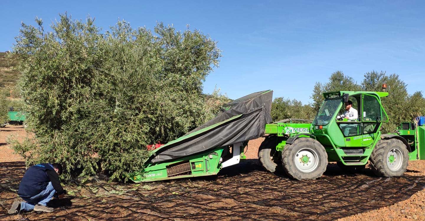 La Denominación de Origen Montes de Toledo apuesta por la recolección temprana