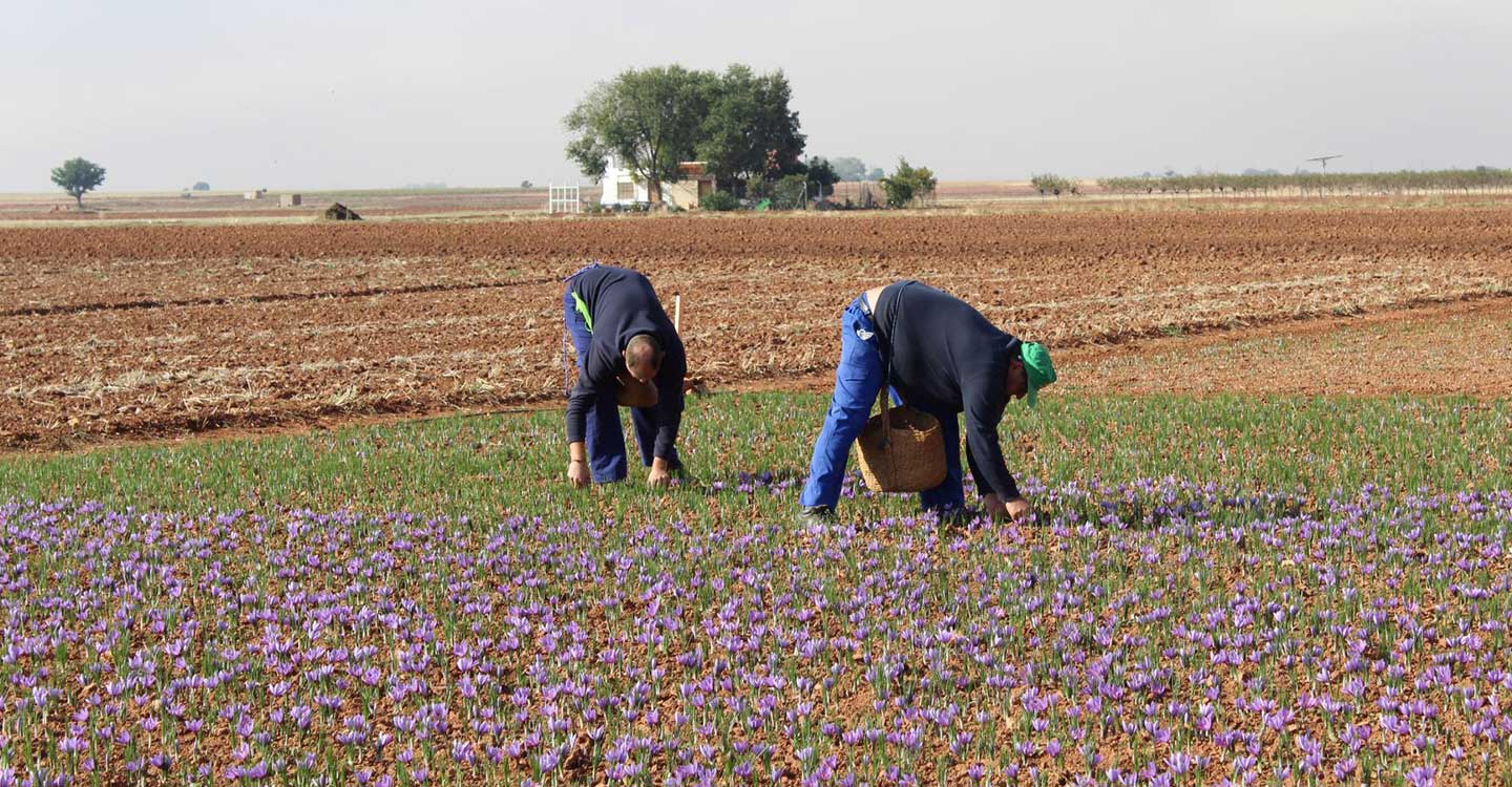 La DOP Azafrán de La Mancha cierra la campaña 2021 con una cosecha que asciende a 346,86 kilogramos 