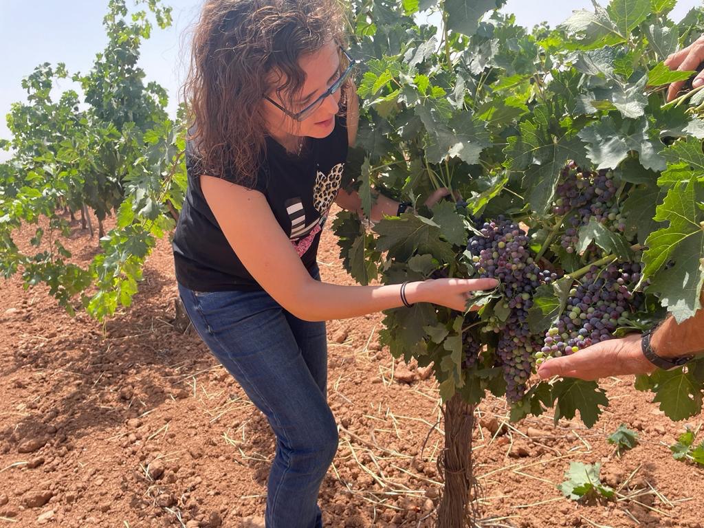 Vanguardia tecnológica, lucha antifraude y promoción de ecológicos: las 17 enmiendas de Ciudadanos a la Ley del Vino