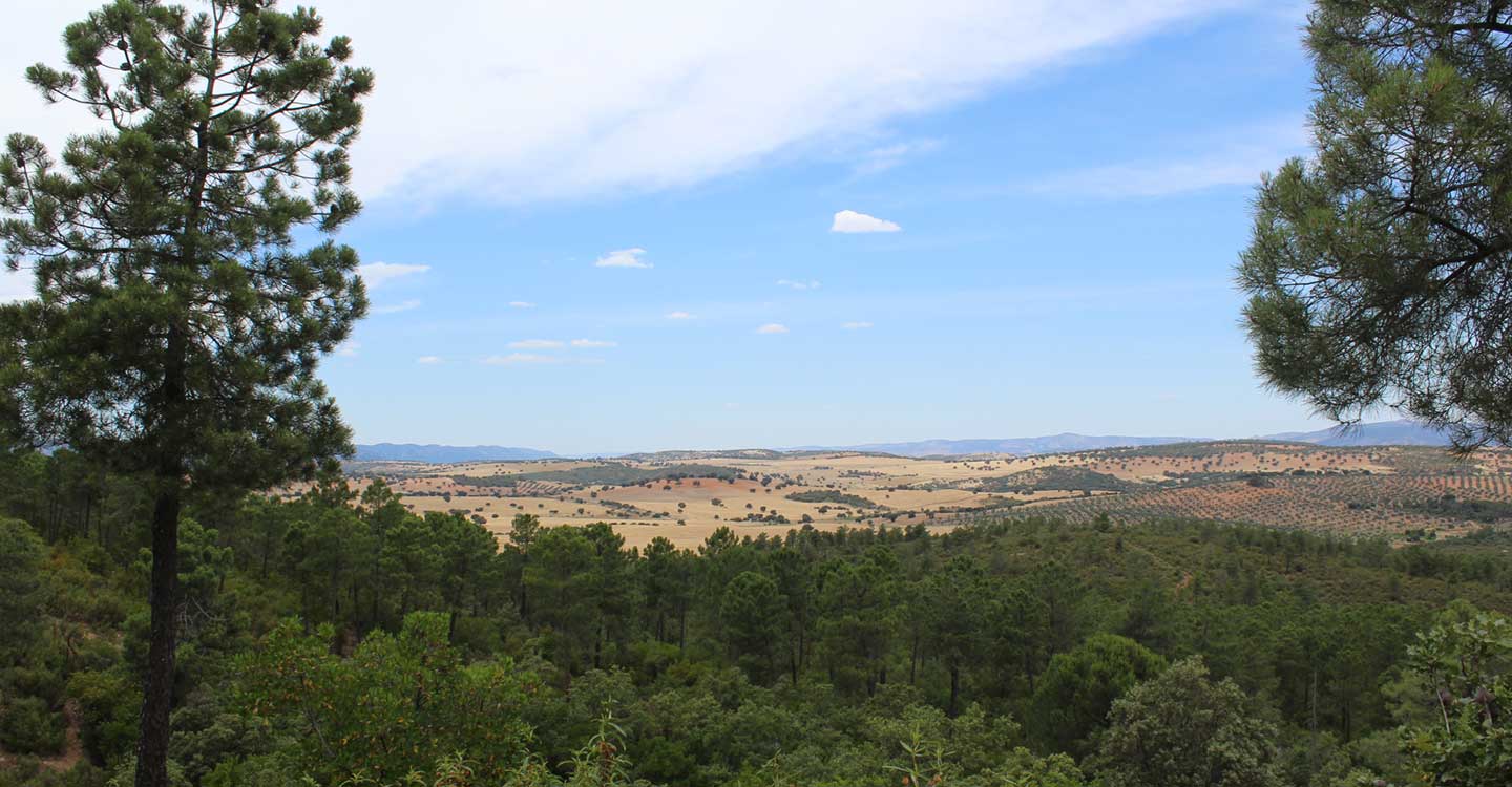 El Gobierno de Castilla-La Mancha concede ayudas para tratamientos selvícolas por valor de 5’6 millones de euros en la provincia de Ciudad Real 