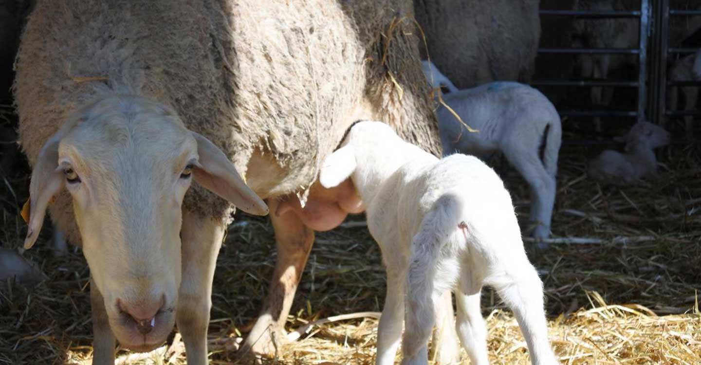 El Gobierno de Castilla-La Mancha publica hoy la resolución favorable para la inclusión del lechal en la IGP Cordero Manchego