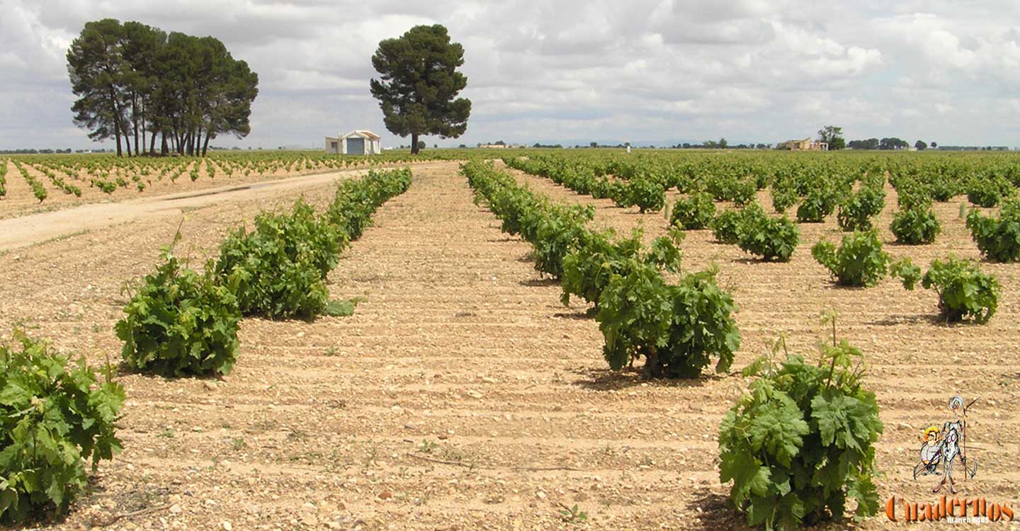 El Gobierno de Castilla-La Mancha incluirá en el nuevo PDR una ayuda agroambiental de 26 millones de euros para hacer más sostenible y rentable el viñedo de secano 