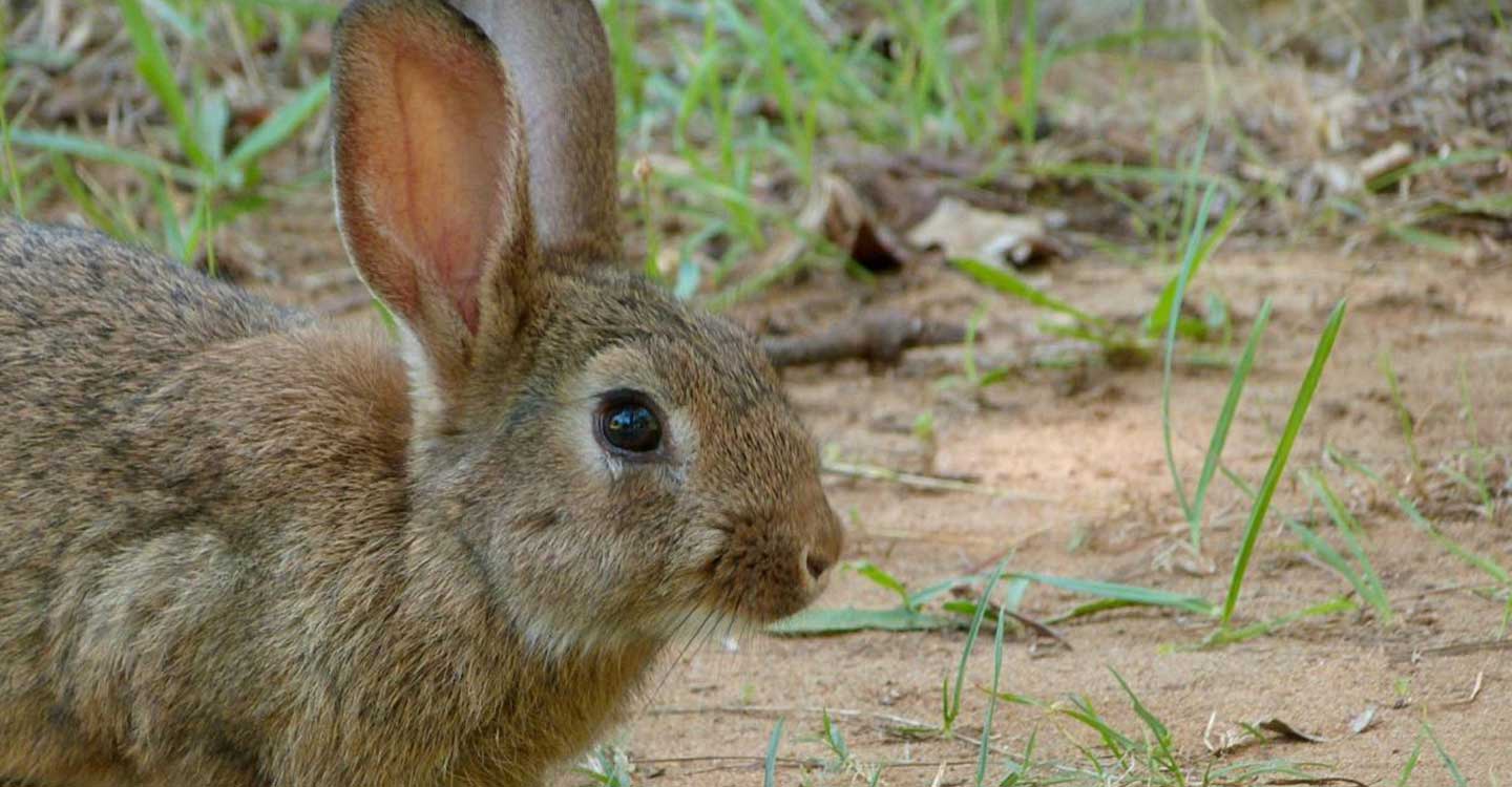 El Gobierno regional prorroga la comarca de emergencia cinegética temporal por daños causados por los conejos en 295 municipios